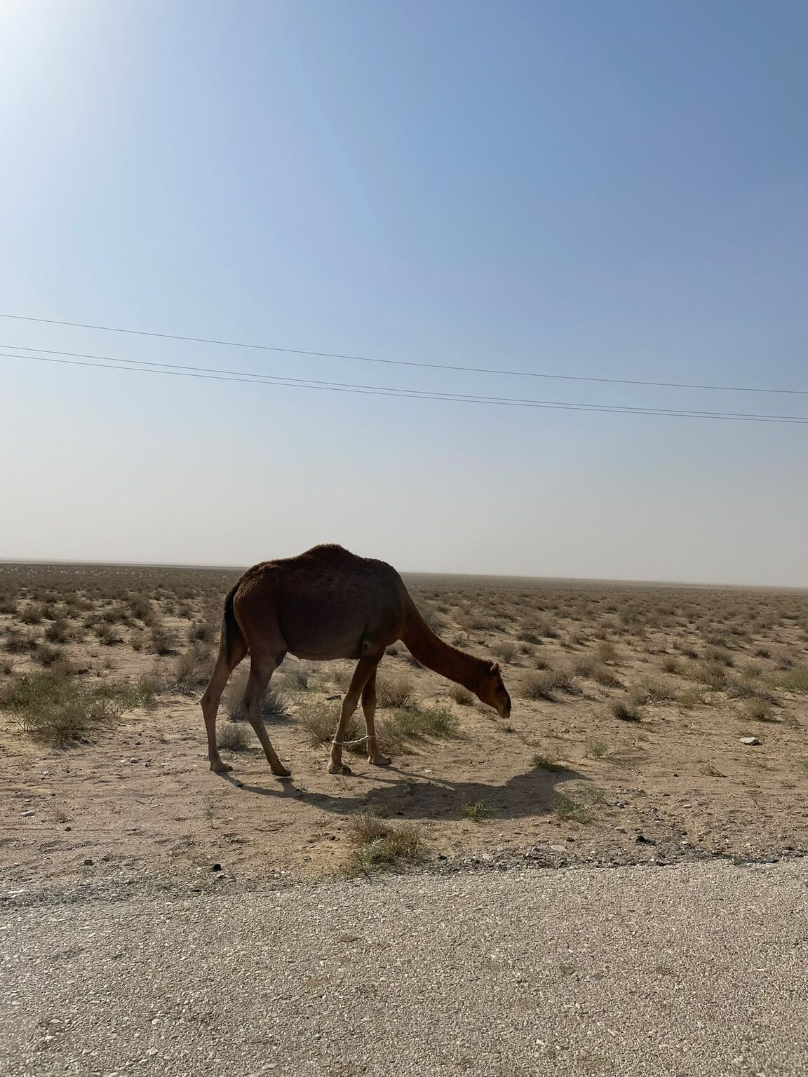 A camel by the desert road